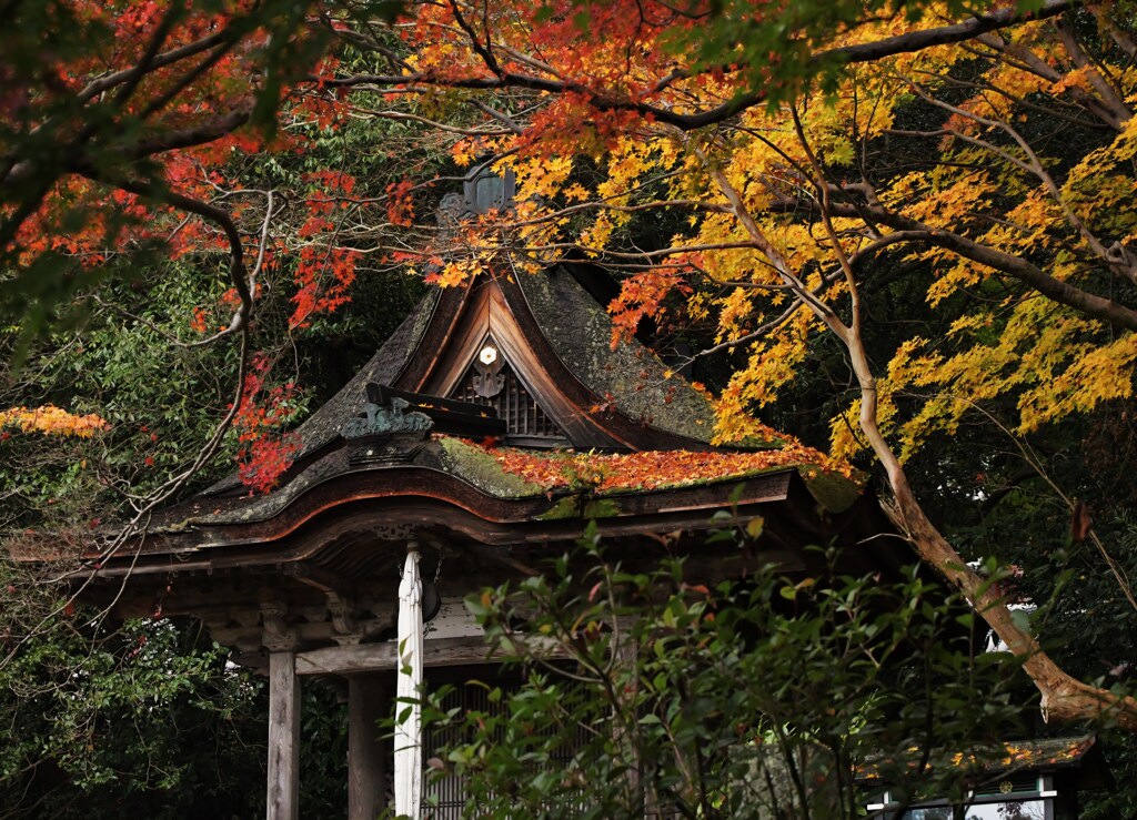 屋根に降る