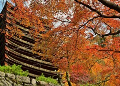 紅葉