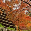 紅葉