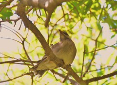 この鳥は誰?