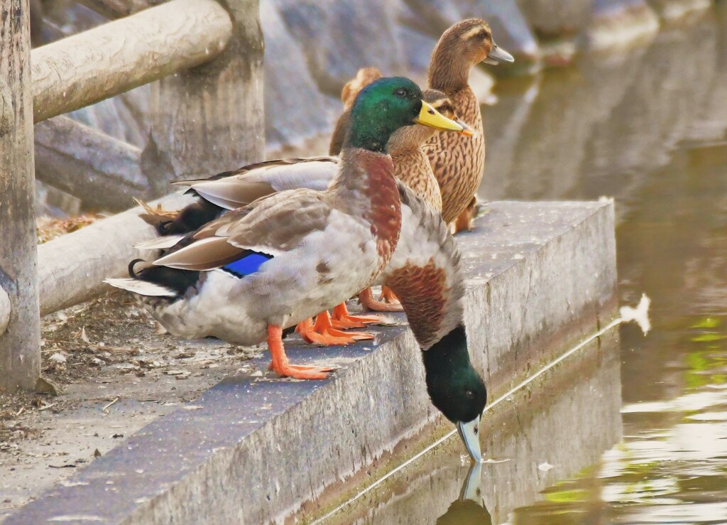 マガモたち