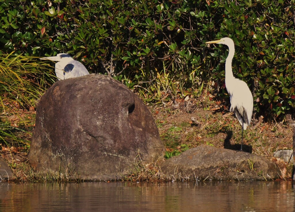 アオサギとダイサギ