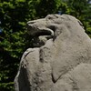 固まる獅子