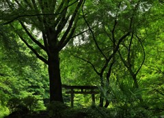 鳥居のある景色