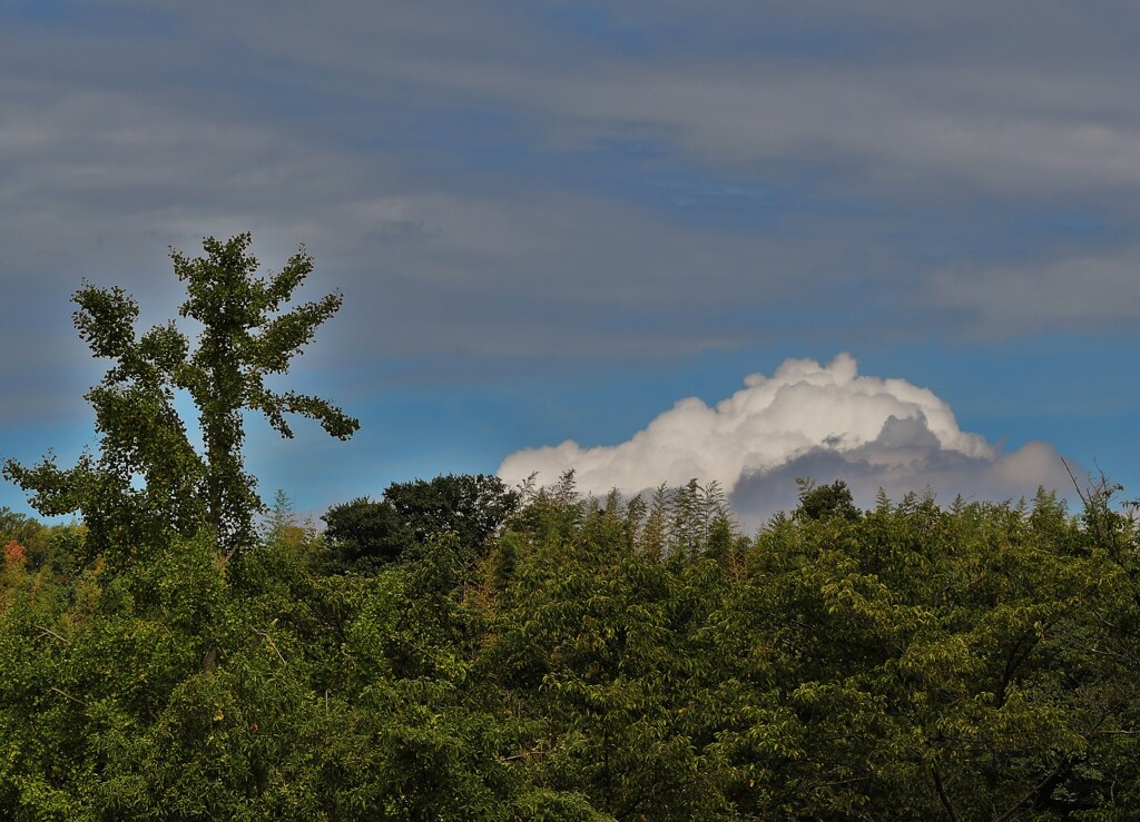 夏雲