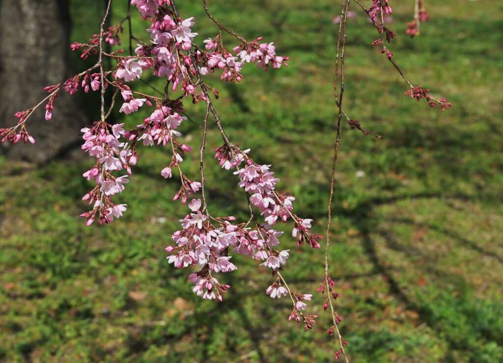 花と影
