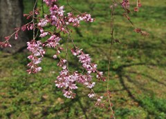 花と影