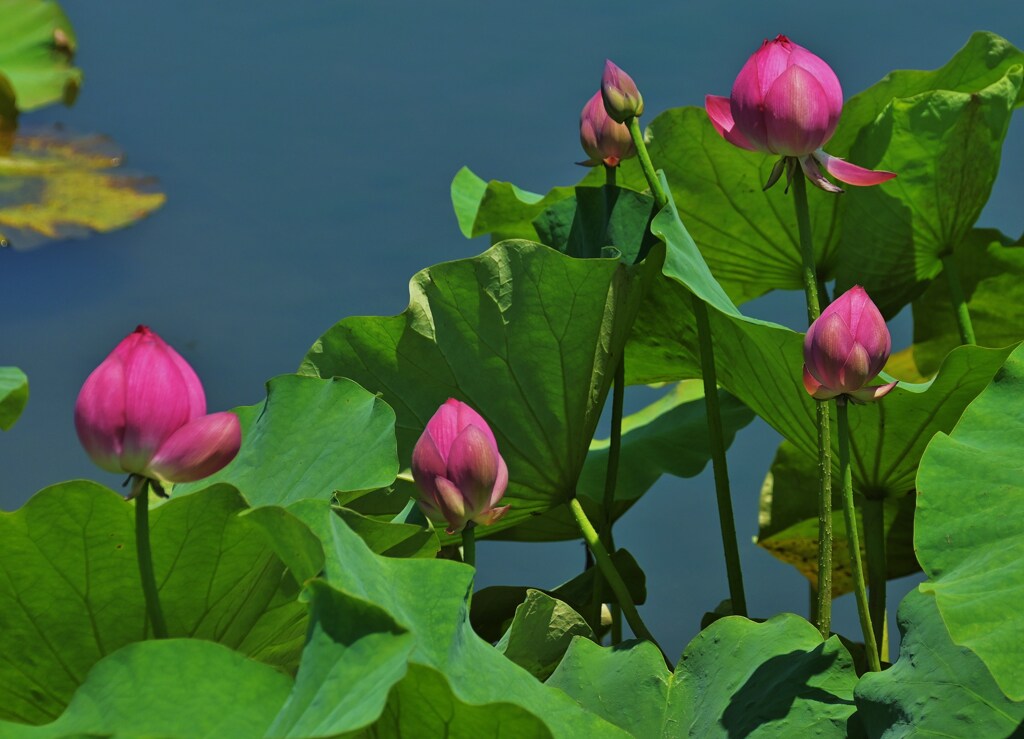 蕾