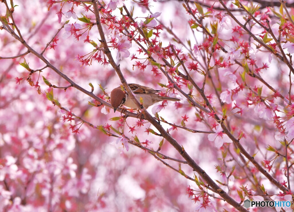 雀桜
