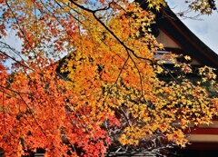 紅葉