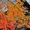 紅葉