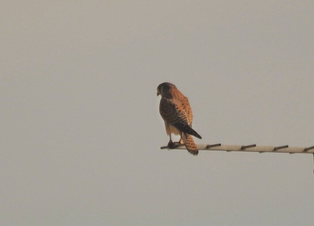 チョウゲンボウ