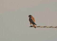 チョウゲンボウ