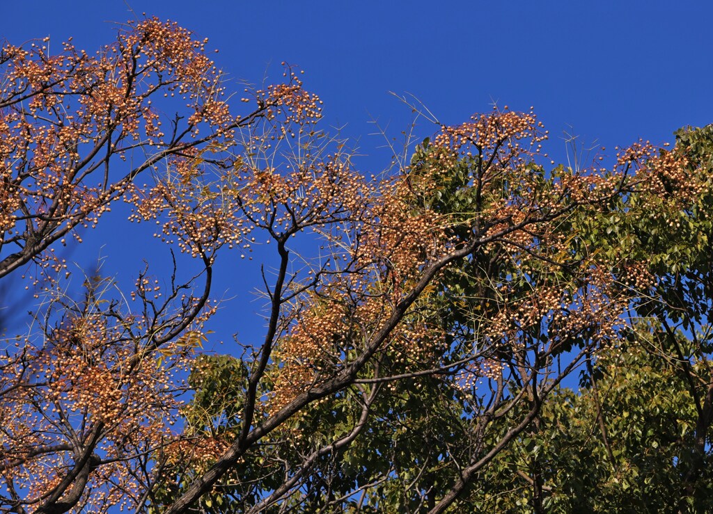 蒼空に生る