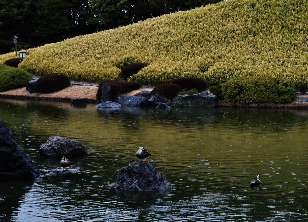 雨の庭