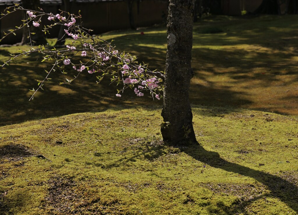 花と影
