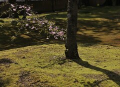 花と影