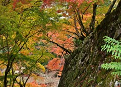 紅葉