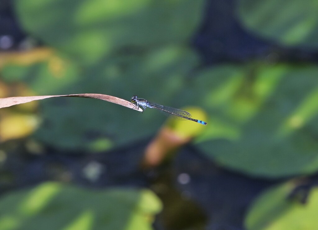 微か