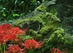 秋の苔