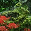 秋の苔