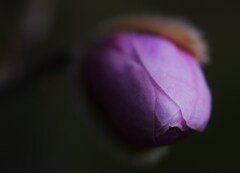 蕾