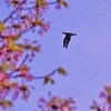 桜忍者
