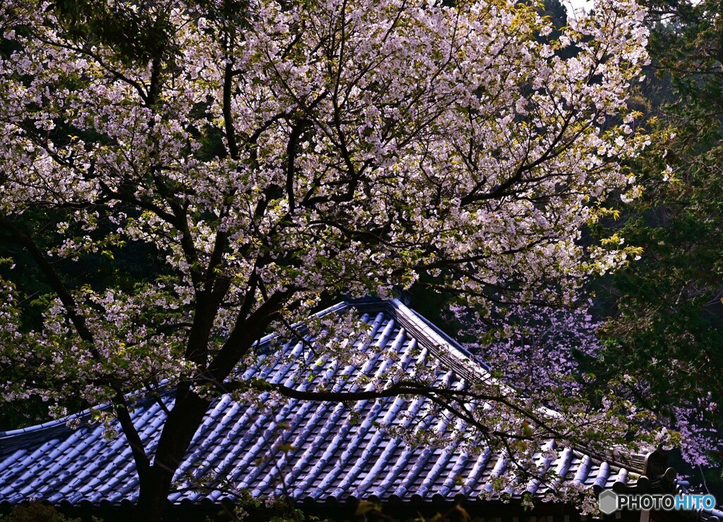 屋根に桜