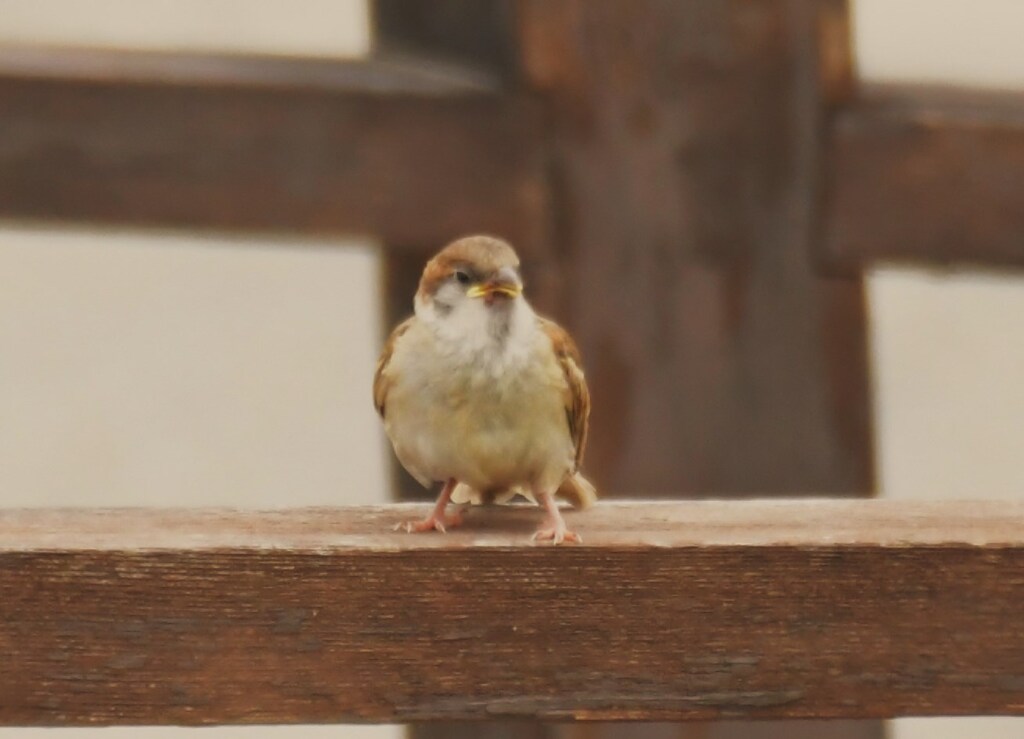 スズメの幼鳥