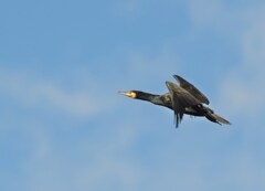 カワウ