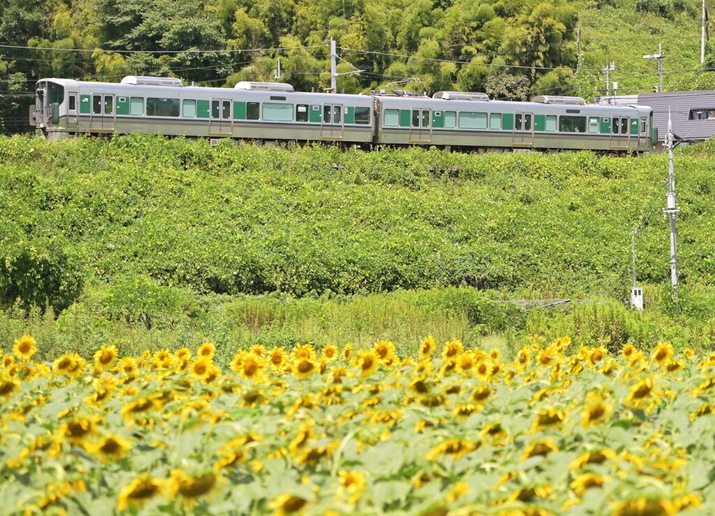 夏列車
