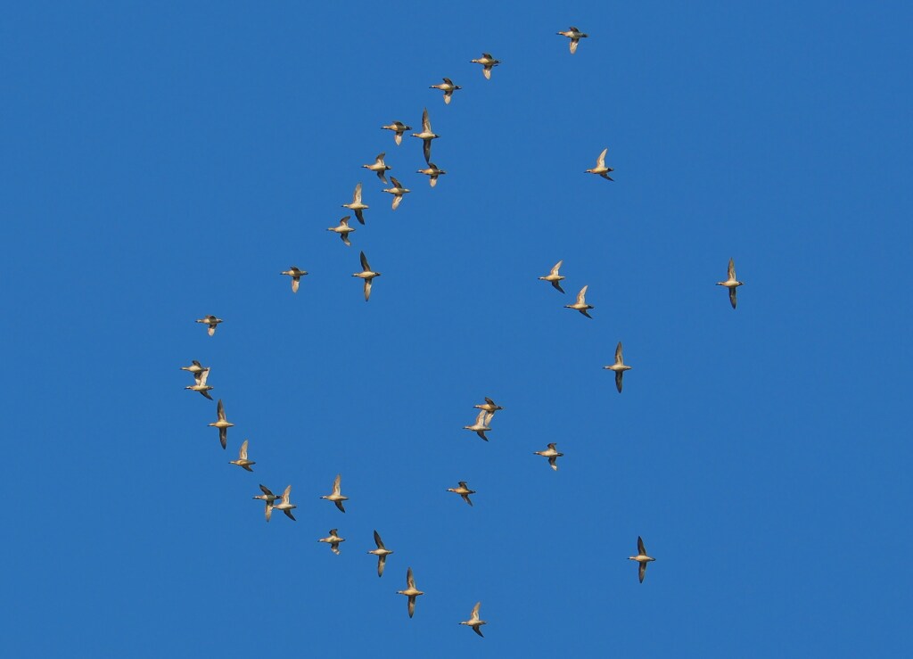 トモエガモ見事な編隊
