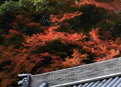 紅燃ゆ