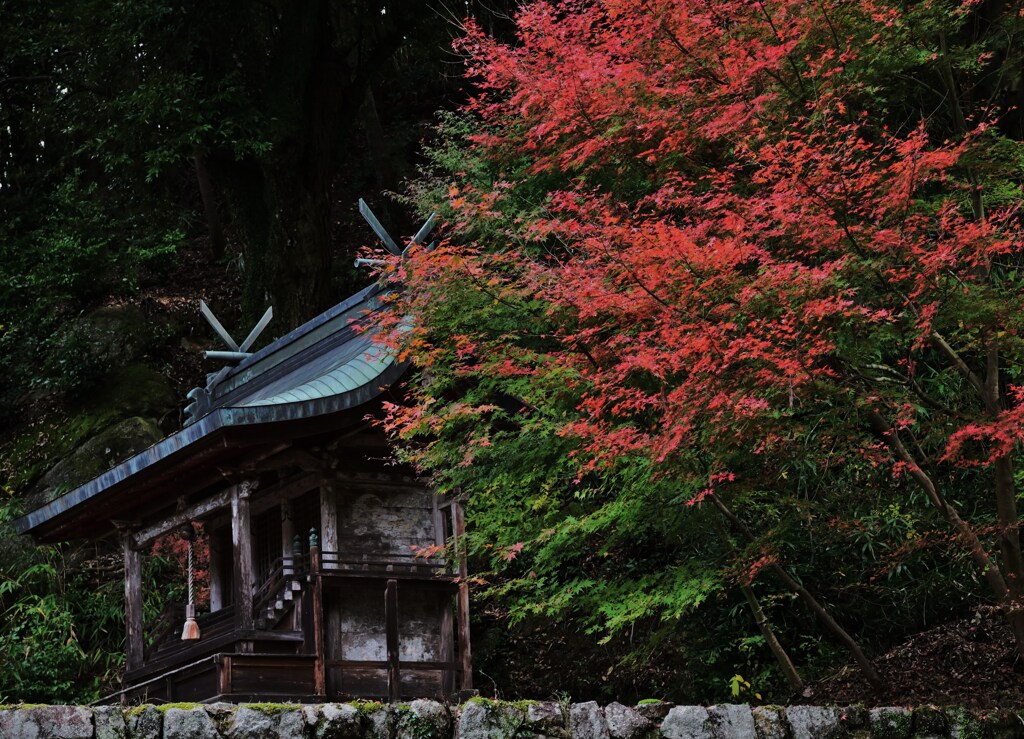 社の紅