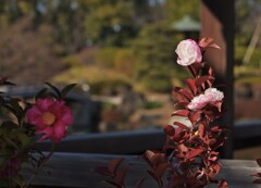冬の花