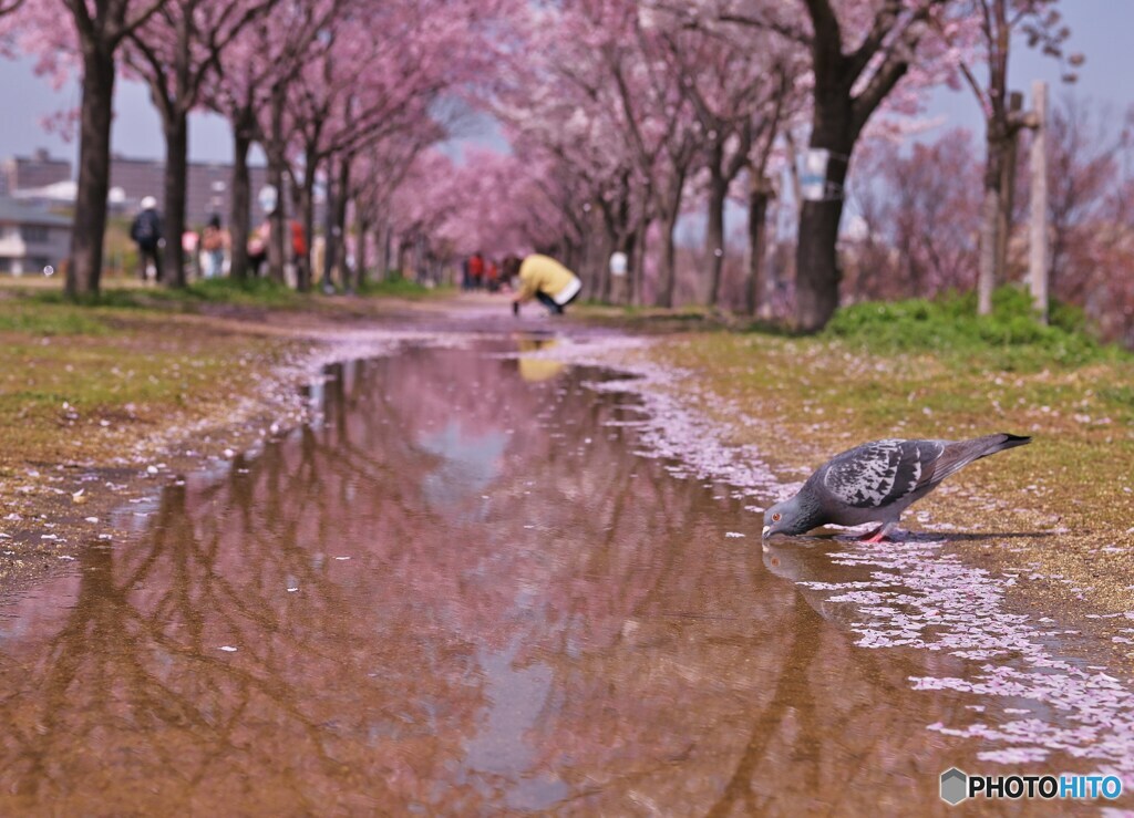 雨上がりのめぐみ