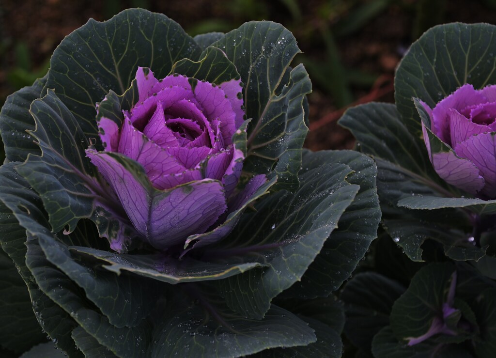 冬の花