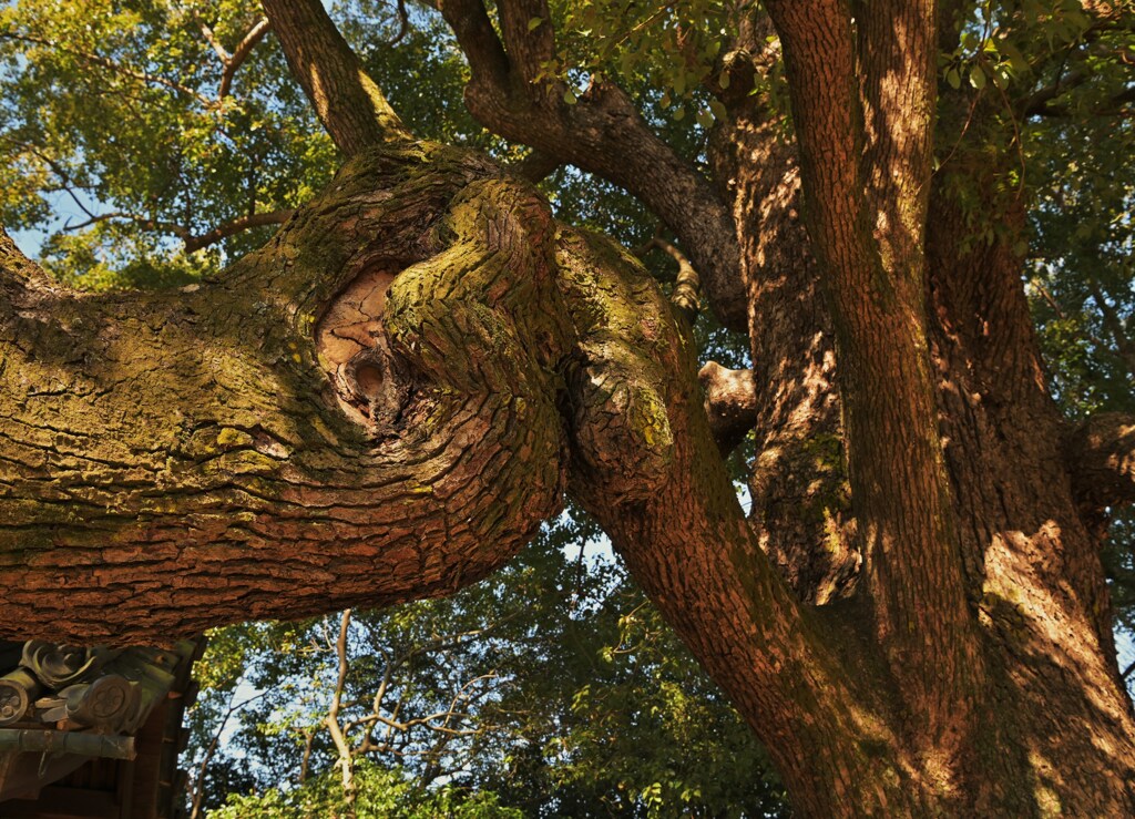巨樹のうねり