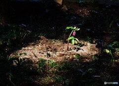 スポットライトを浴びて