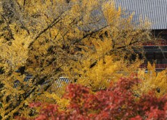 大銀杏