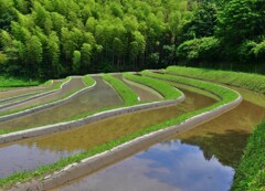 田植え前