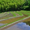 田植え前