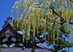 白く映ゆ