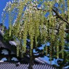 白く映ゆ