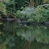 冬鳥たち