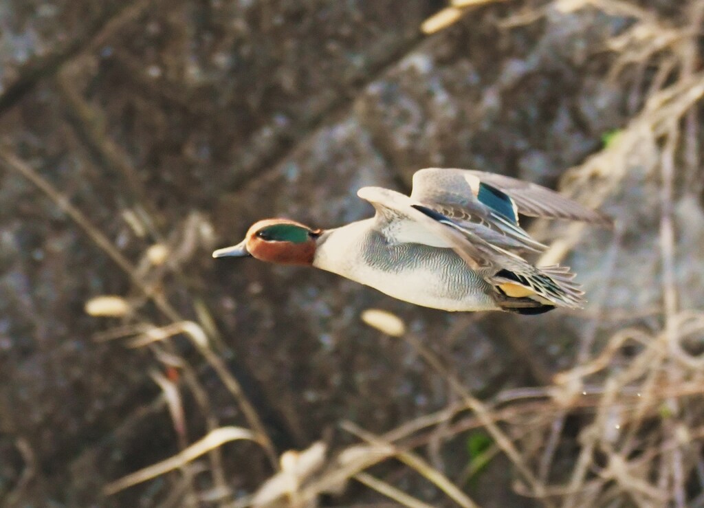 コガモ