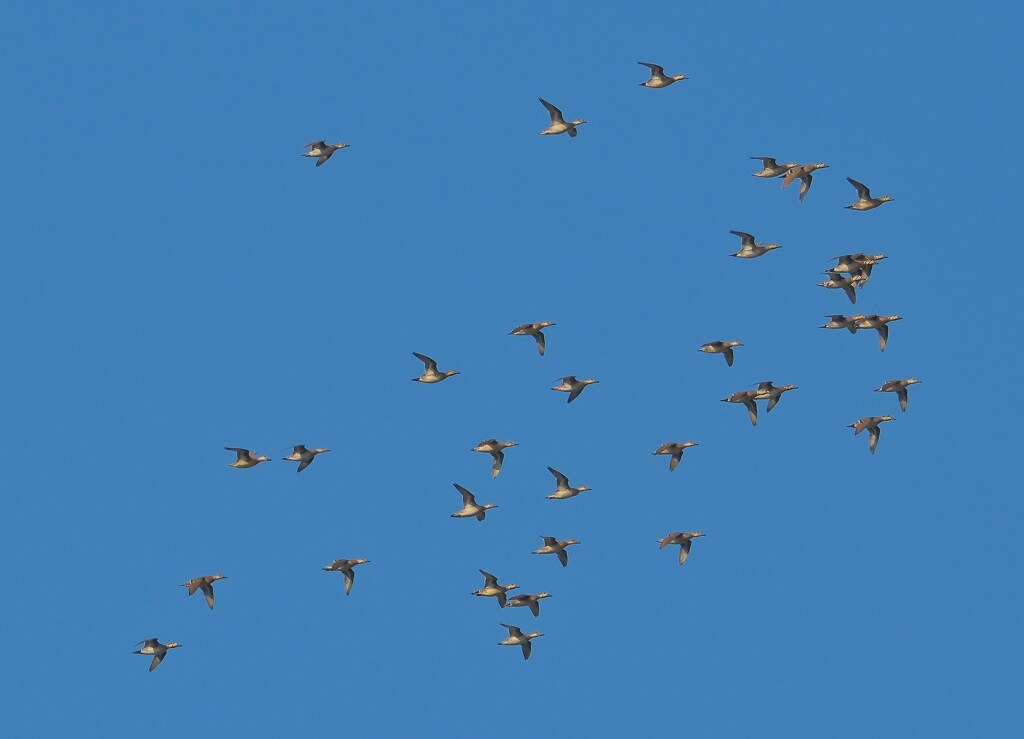 トモエガモ再度現る