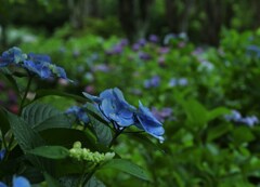 咲き流れ