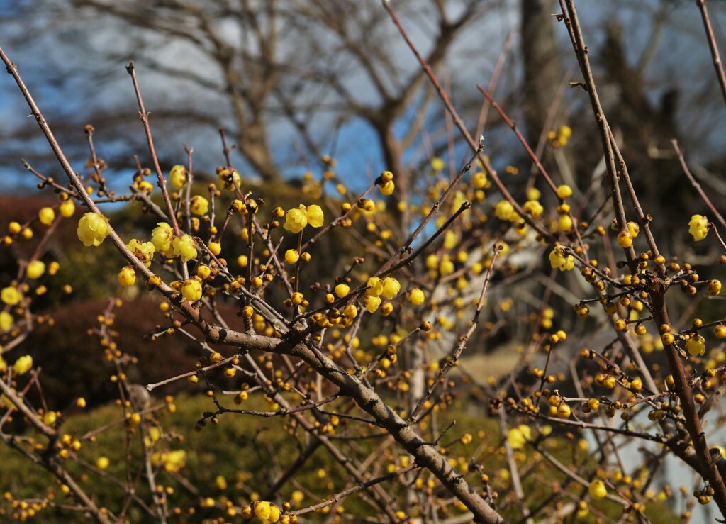蝋梅の森