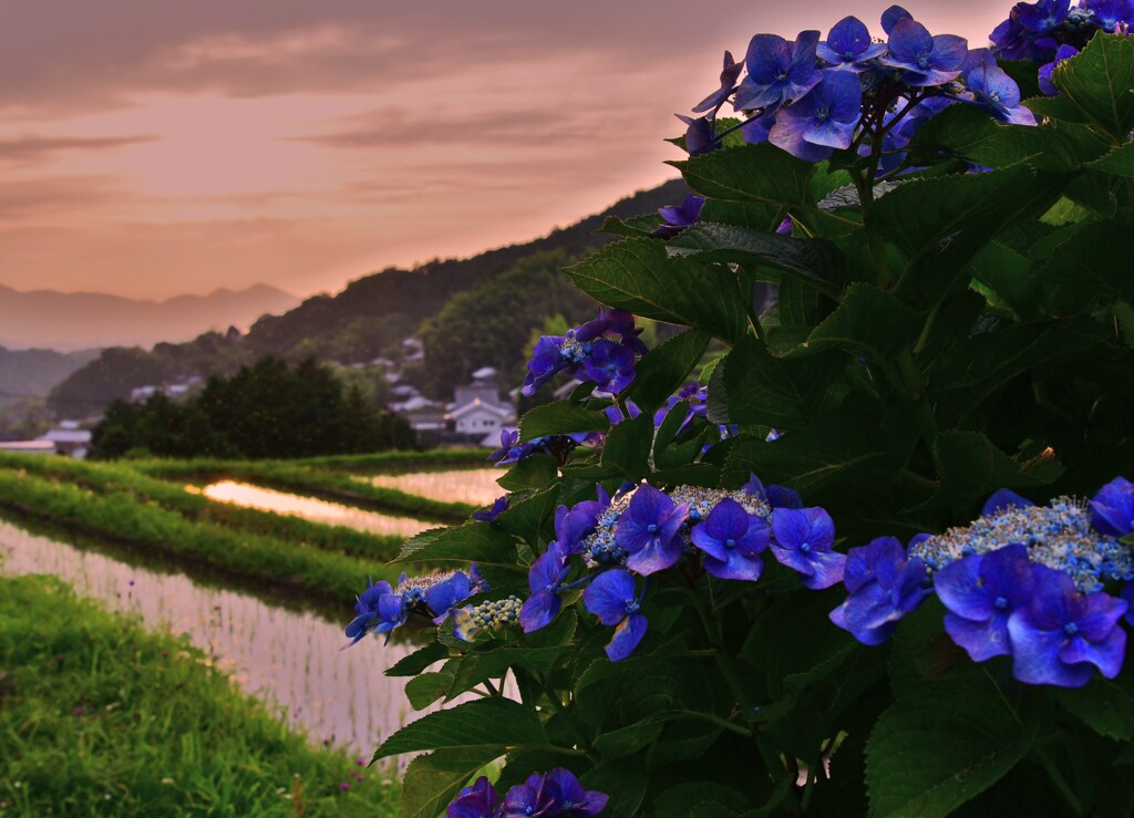 里山の紫陽花